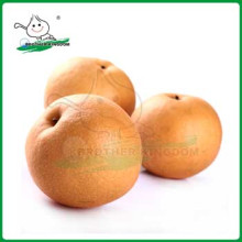 Export New Fresh fengshui Pear /China Delicious Nashi Pear